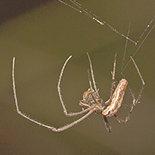 Tetragnatha species